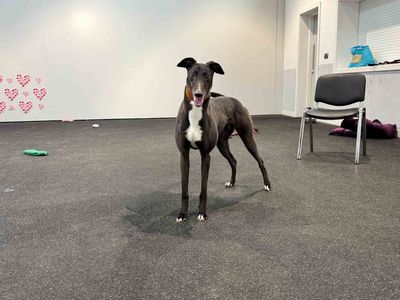 Tessie | Greyhound | Darlington - 3