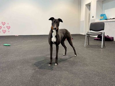 Tessie | Greyhound | Darlington - 2