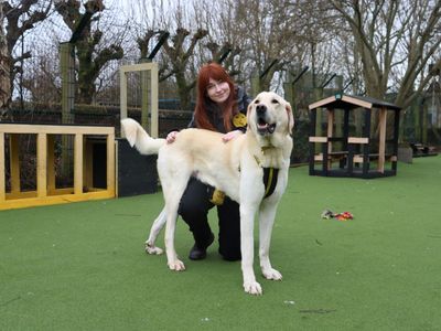 Larry | Crossbreed | Glasgow - 3