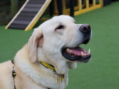 Larry | Crossbreed | Glasgow - 1