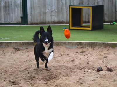 Benson | Collie (Border) | Manchester - 3