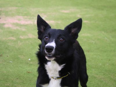 Benson | Collie (Border) | Manchester - 5