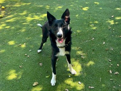 Benson, a 1 year old male Collie available for adoption from Dogs Trust in Greater Manchester