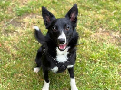 Benson, a 1 year old male Collie available for adoption from Dogs Trust in Greater Manchester