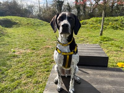 Goose | Pointer Cross | Snetterton (Norfolk) - 3