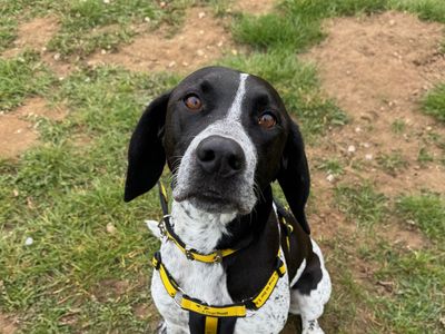 Goose | Pointer Cross | Snetterton (Norfolk) - 2