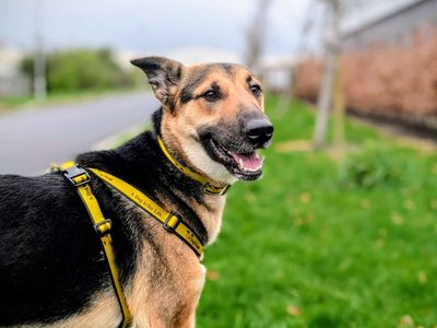 Stella | German Shepherd Dog | Cardiff - 5