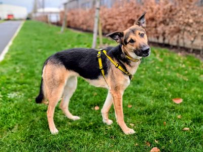 Stella | German Shepherd Dog | Cardiff - 3