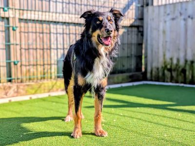 Shep | Australian Kelpie Cross | Cardiff - 3