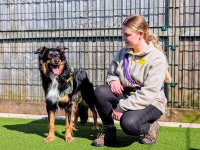 Shep | Australian Kelpie Cross | Cardiff - 5
