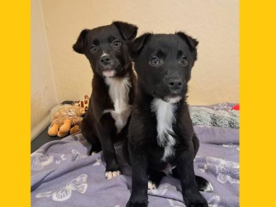 Patrick | Collie (Border) Cross | Ballymena (Northern Ireland) - 3