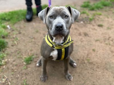 Dream | Terrier (Staffordshire Bull) | Loughborough - 2