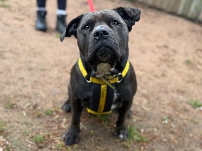 Kali | Terrier (Staffordshire Bull) | Loughborough - 2