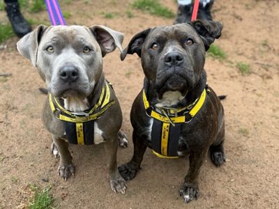 Kali | Terrier (Staffordshire Bull) | Loughborough - 3