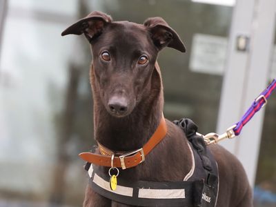 Jack | Greyhound | Leeds - 1