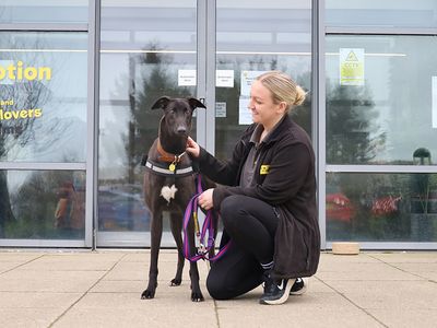 Jack | Greyhound | Leeds - 3