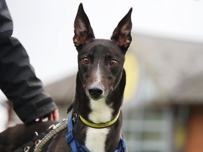 Team | Greyhound | Leeds - 1