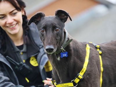 Trout | Greyhound | Leeds - 3