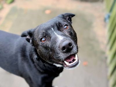 Tipsy | Collie (Border) Cross | Cardiff - 5