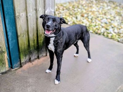 Tipsy | Collie (Border) Cross | Cardiff - 3