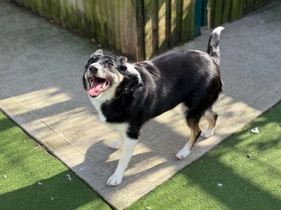 Brandy | Collie (Border) | Cardiff - 3