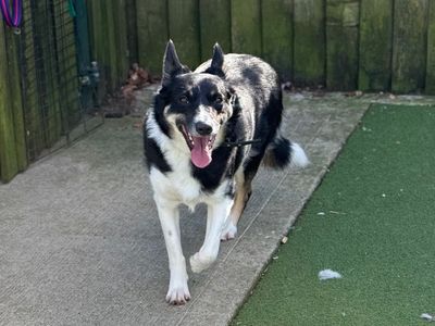 Brandy | Collie (Border) | Cardiff - 5