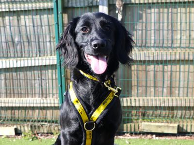 Karma | Spaniel (Cocker) Cross | Harefield West London - 3
