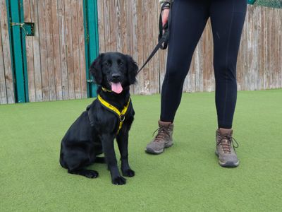 Karma | Spaniel (Cocker) Cross | Harefield West London - 1