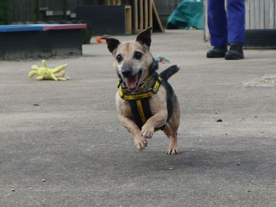 Clive | Terrier (Jack Russell) | Harefield West London - 1