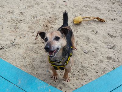 Clive | Terrier (Jack Russell) | Harefield West London - 3