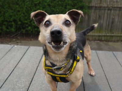 Clive — Terrier (Jack Russell)