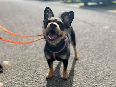 Raven | Terrier (Yorkshire) Cross | Bridgend (Wales) - 3