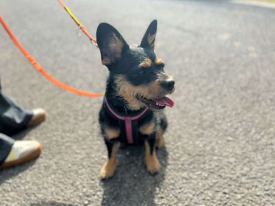 Raven | Terrier (Yorkshire) Cross | Bridgend (Wales) - 5