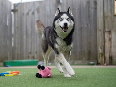 Kevin | Siberian Husky | Kenilworth (West Midlands) - 2