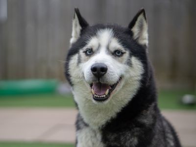 Kevin | Siberian Husky | Kenilworth (West Midlands) - 3