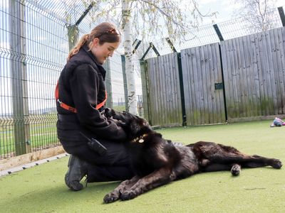 Khol | German Shepherd Dog | Evesham (Worcestershire) - 5