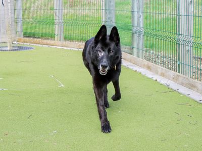 Khol | German Shepherd Dog | Evesham (Worcestershire) - 3