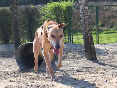 Kosta | Lurcher | Harefield West London - 2