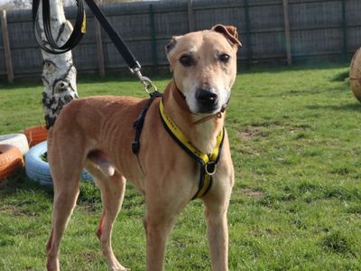 Kosta | Lurcher | Harefield West London - 3