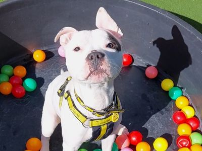 Keano | Terrier (Staffordshire Bull) | Shoreham (Sussex) - 2