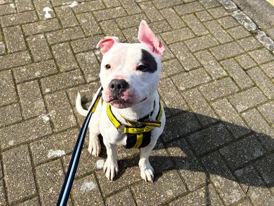 Keano | Terrier (Staffordshire Bull) | Shoreham (Sussex) - 3