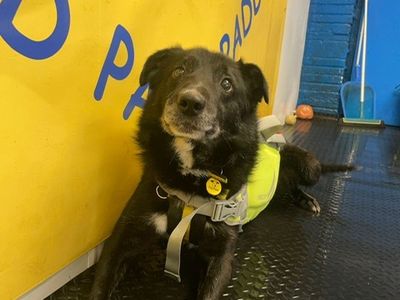 Keeper | Collie (Border) Cross | Shoreham (Sussex) - 3