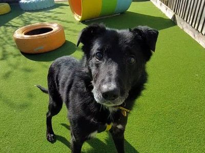 Keeper | Collie (Border) Cross | Shoreham (Sussex) - 1