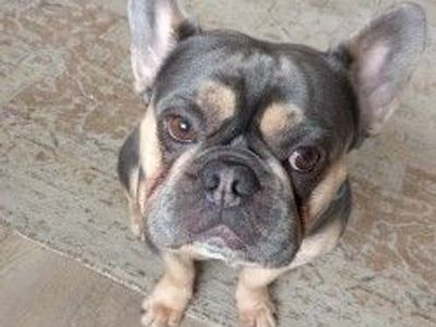 Albus | French Bulldog | Newbury (Berkshire) - 5
