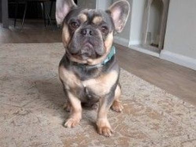 Albus | French Bulldog | Newbury (Berkshire) - 3