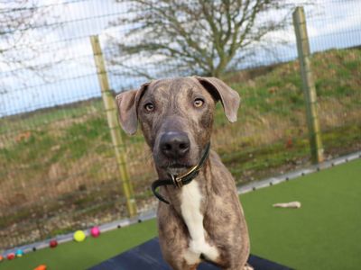 Elvis | Lurcher | Darlington - 1