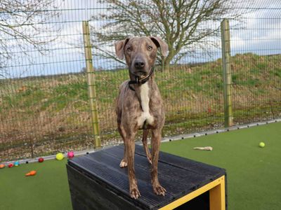 Elvis | Lurcher | Darlington - 3