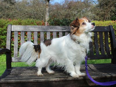 Paddington (Paddy) | Terrier (Jack Russell) Cross | Newbury (Berkshire) - 3