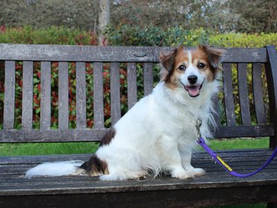 Paddington (Paddy) | Terrier (Jack Russell) Cross | Newbury (Berkshire) - 5