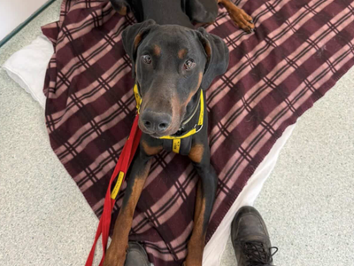 Jax | Dobermann | Loughborough - 3